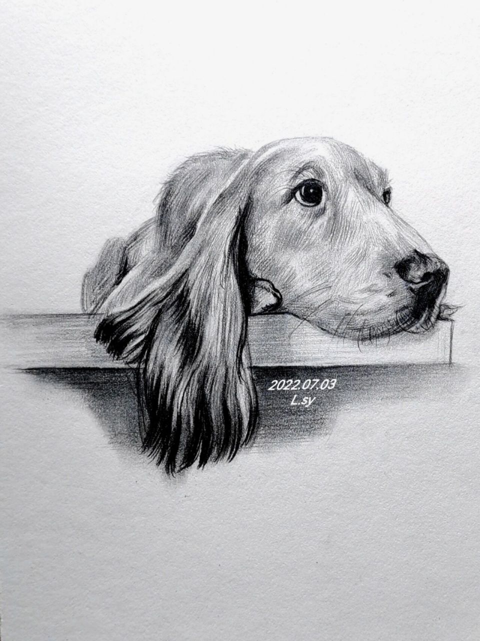 素描狗狗步骤图分享  动物