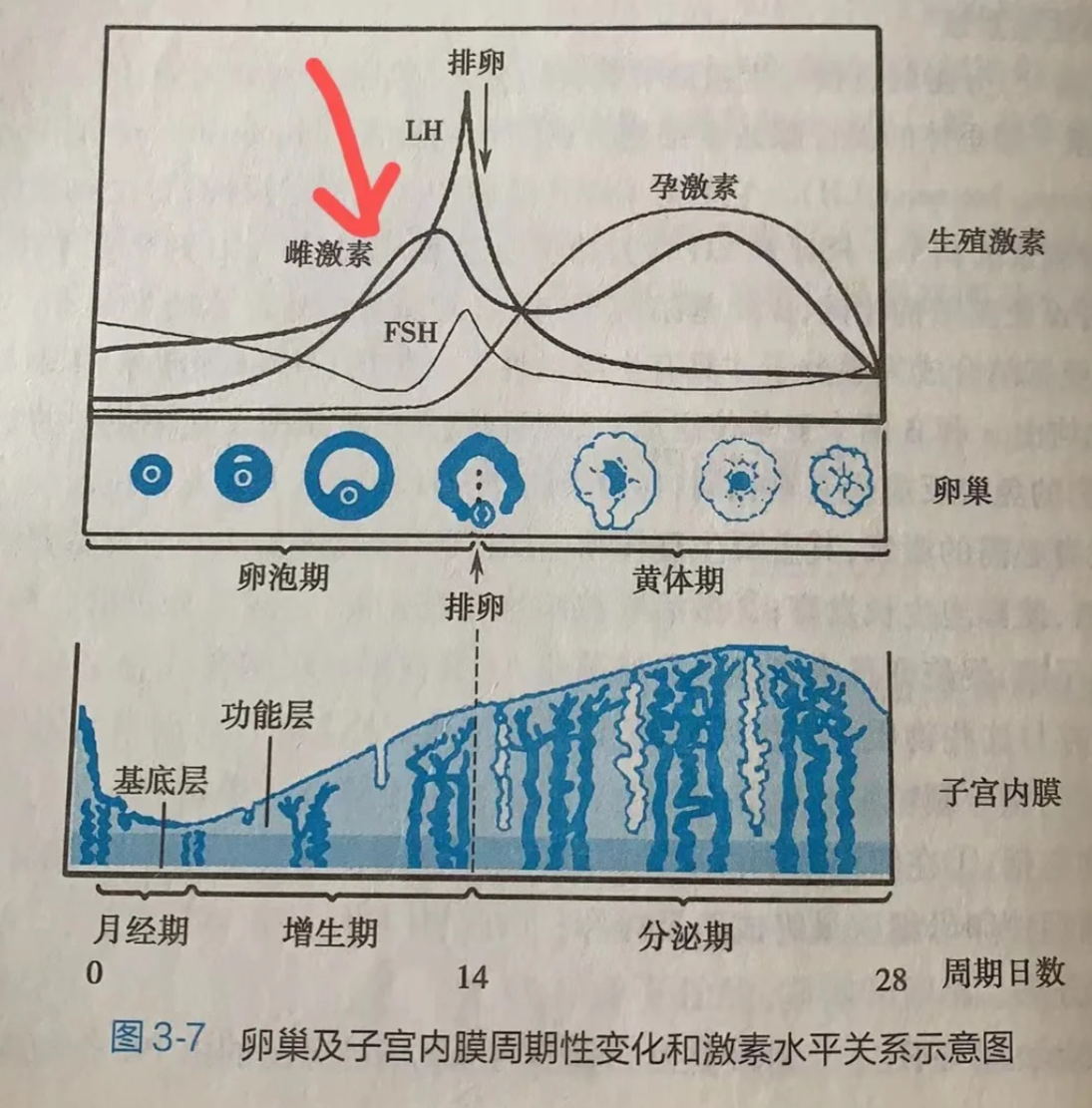 1个月雌激素水平有哪些变化?
