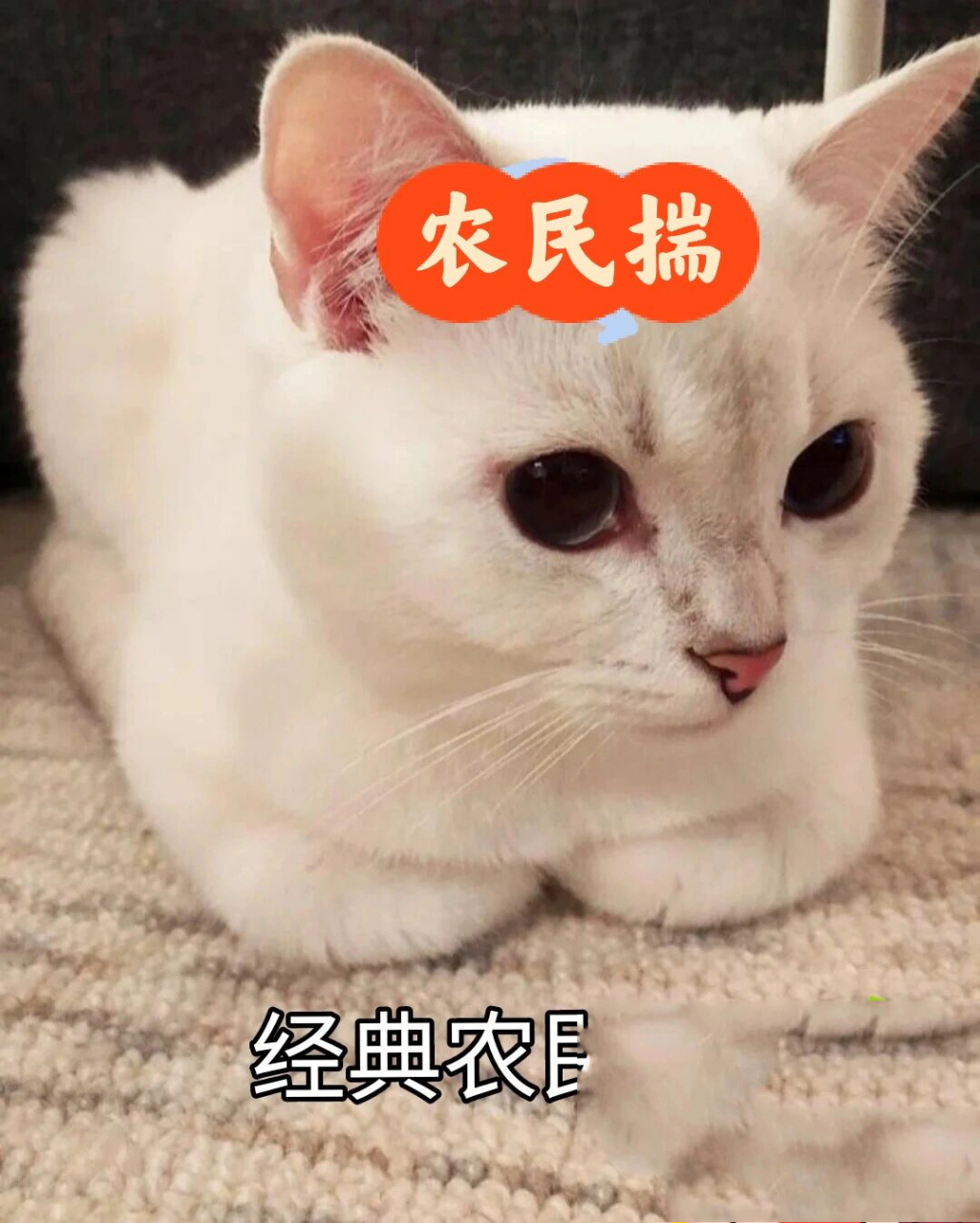 猫咪母鸡蹲和农民揣图片