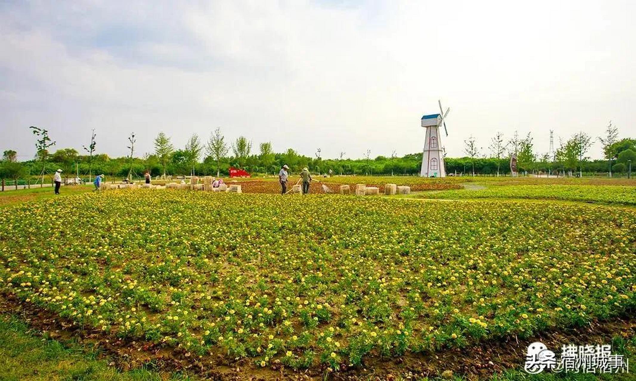 宿州市植物园图片