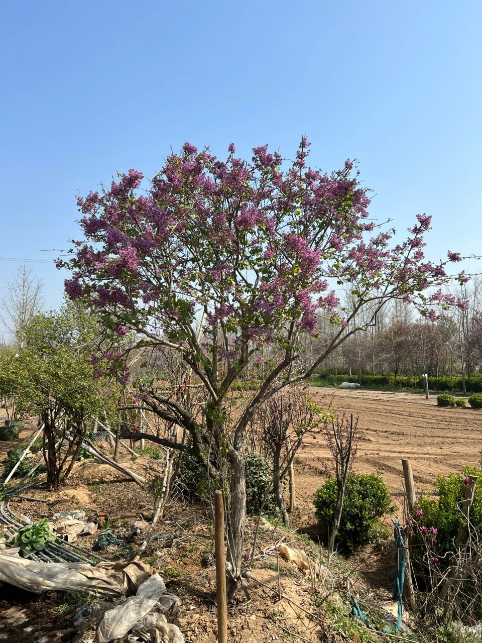 一棵比较好的品种丁香树,花色艳丽 颜色深,花穗长