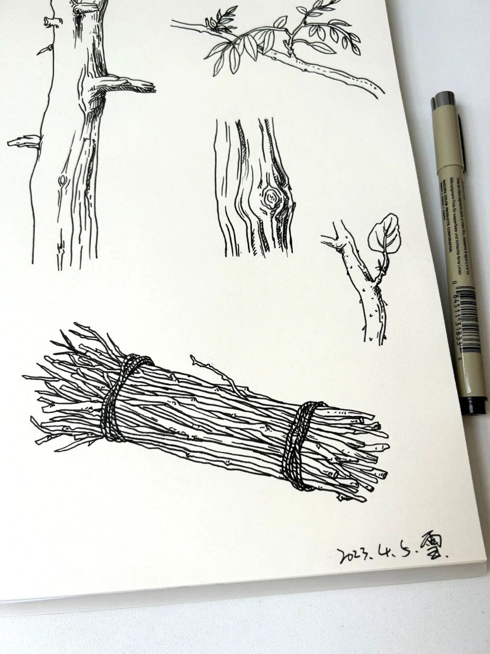 速写|树干树枝