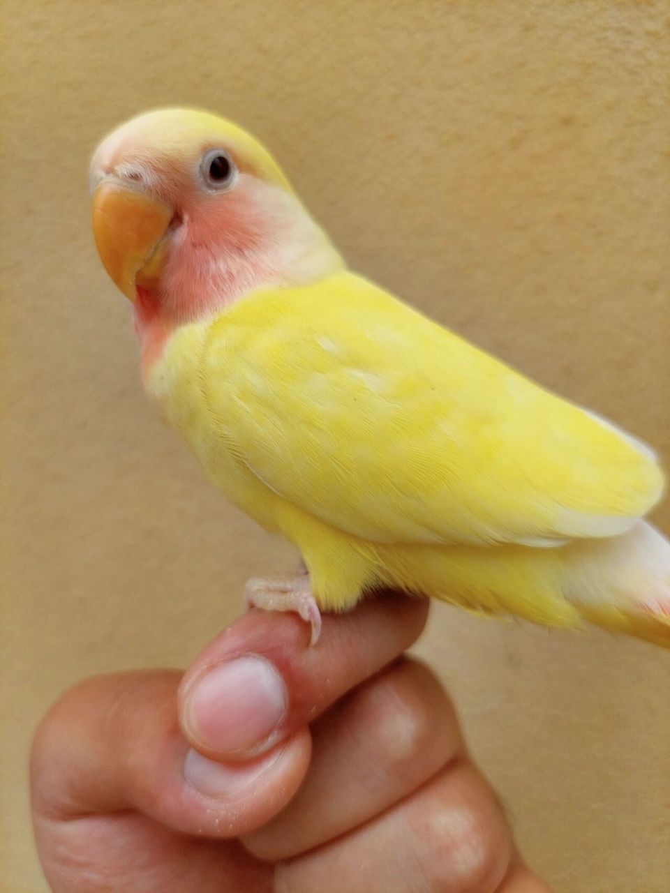 帮我给黄桃鹦鹉起个名字 帮小鸟起个名字叭