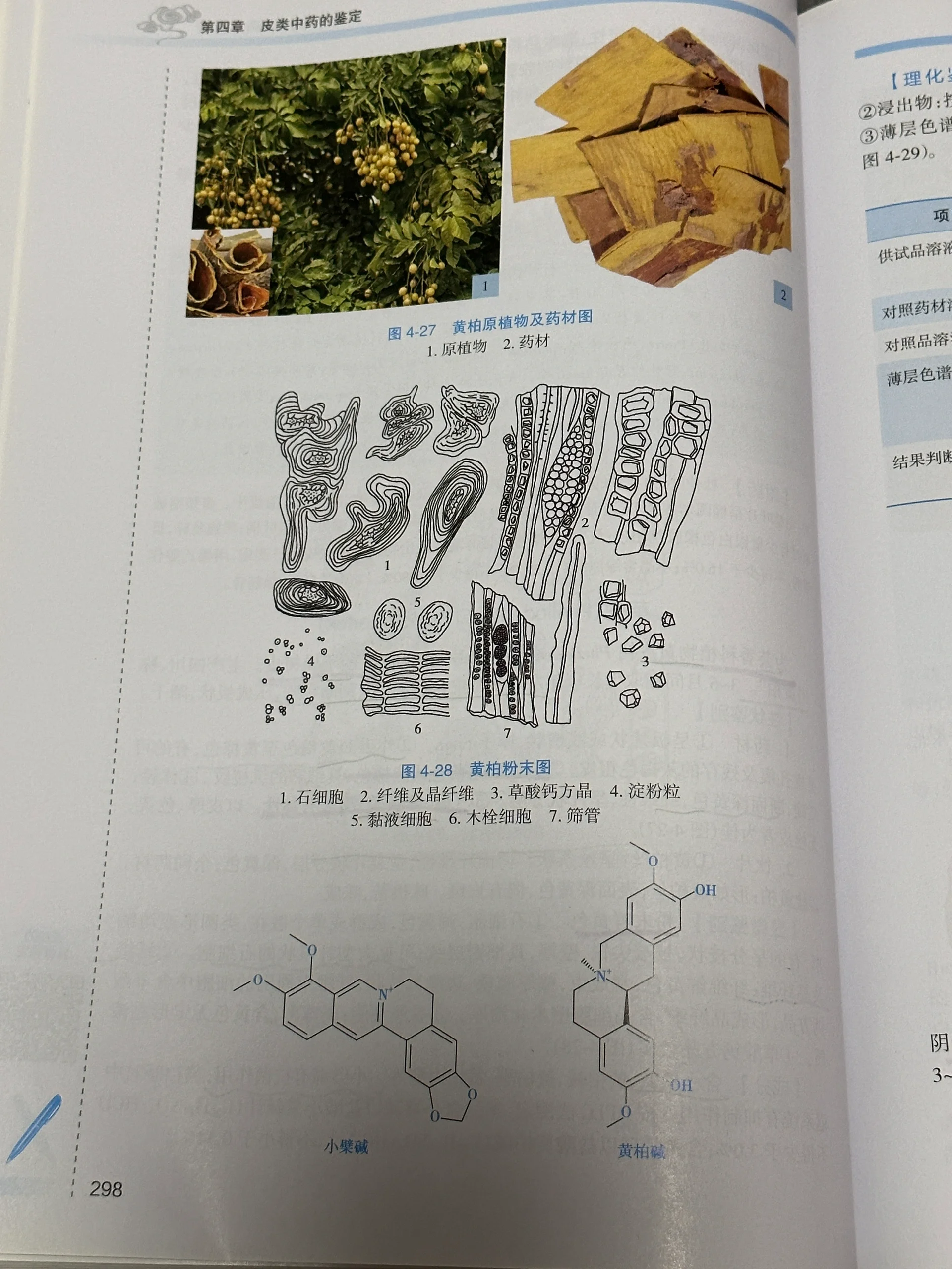 黄柏的方晶纤维手绘图图片