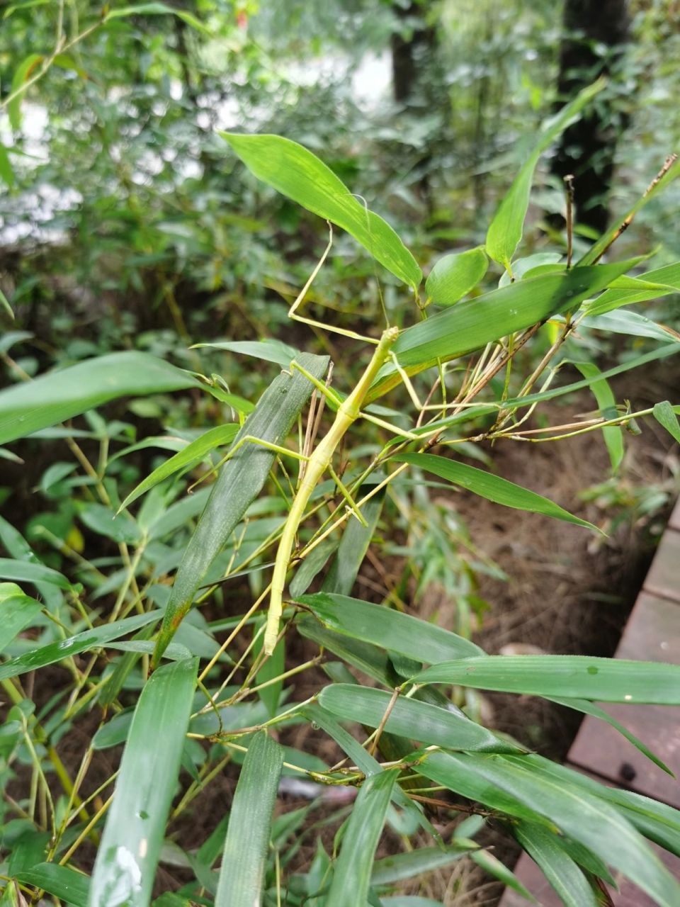 夏日昆虫|竹节虫  可以和树枝融为一体的竹节虫.