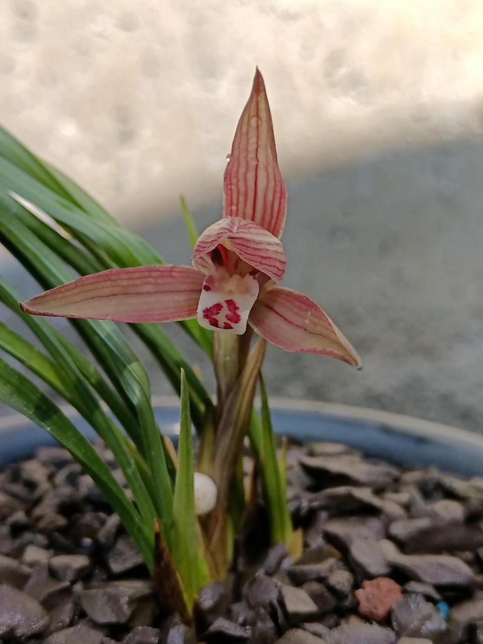 春兰红花,复花,比去年颜色淡点!