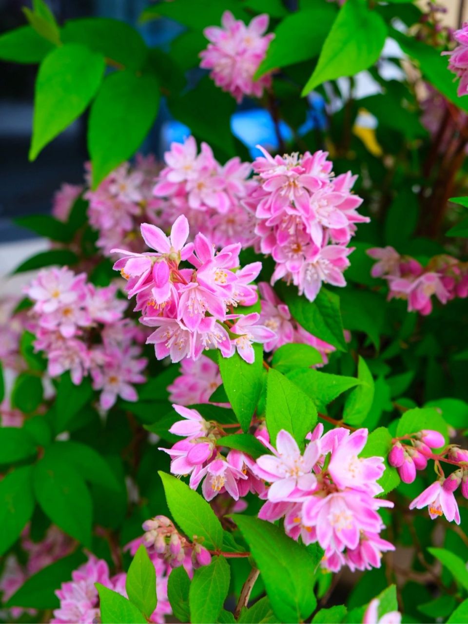 溲疏"草莓田" 粉色溲疏"草莓田"被誉为溲疏里最好的品种之一 虎耳草科