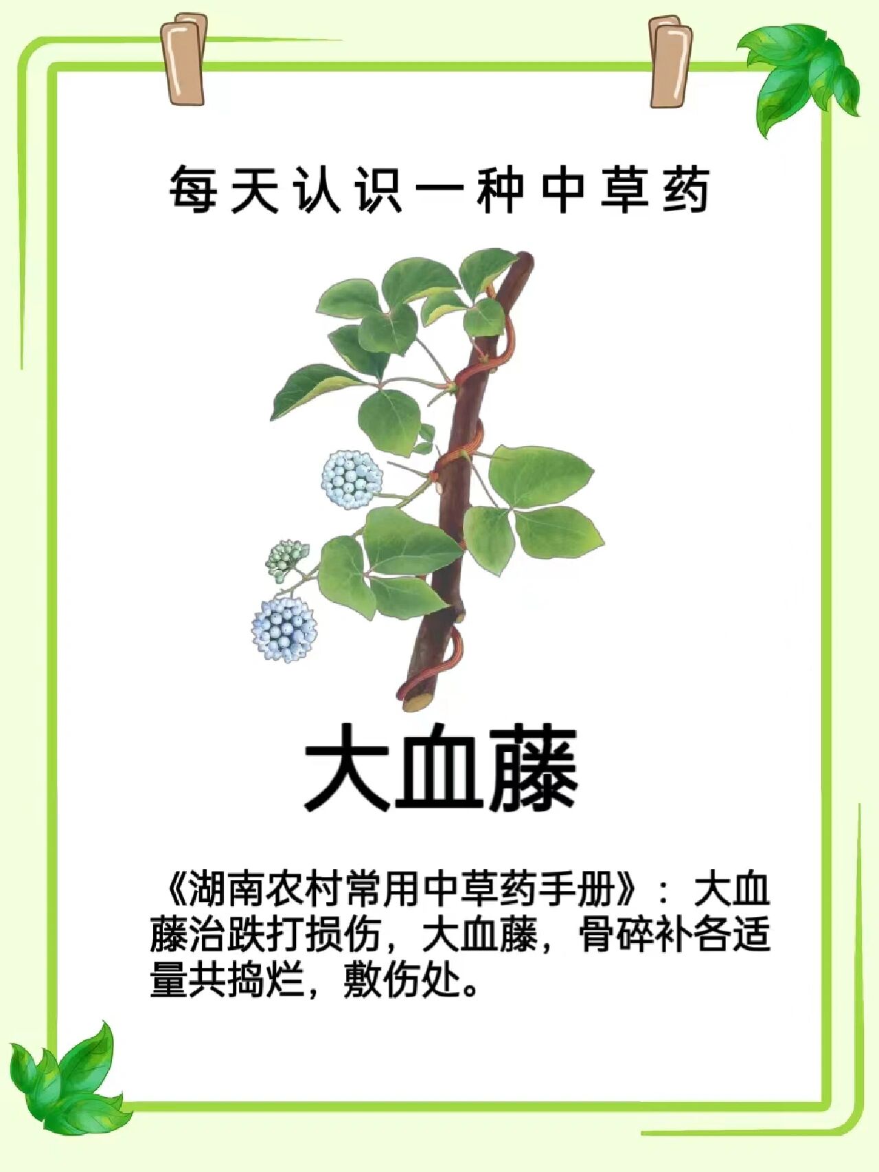 每天认识一种中草药【大血藤】92 92大血藤【别名】血藤,大血通