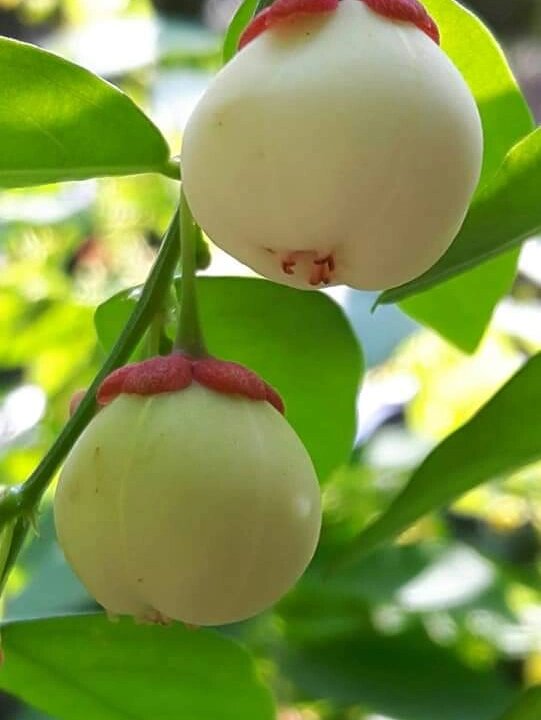 守宫木外形美观,嫩梢和嫩叶均可食用,而以 守宫木外形美观,嫩梢和嫩叶