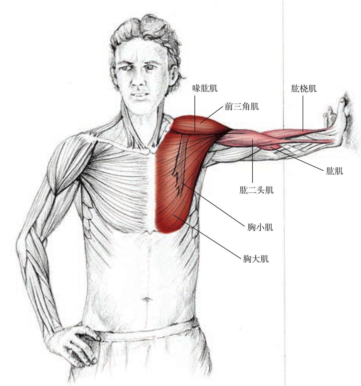 胸肌拉伸动作图片
