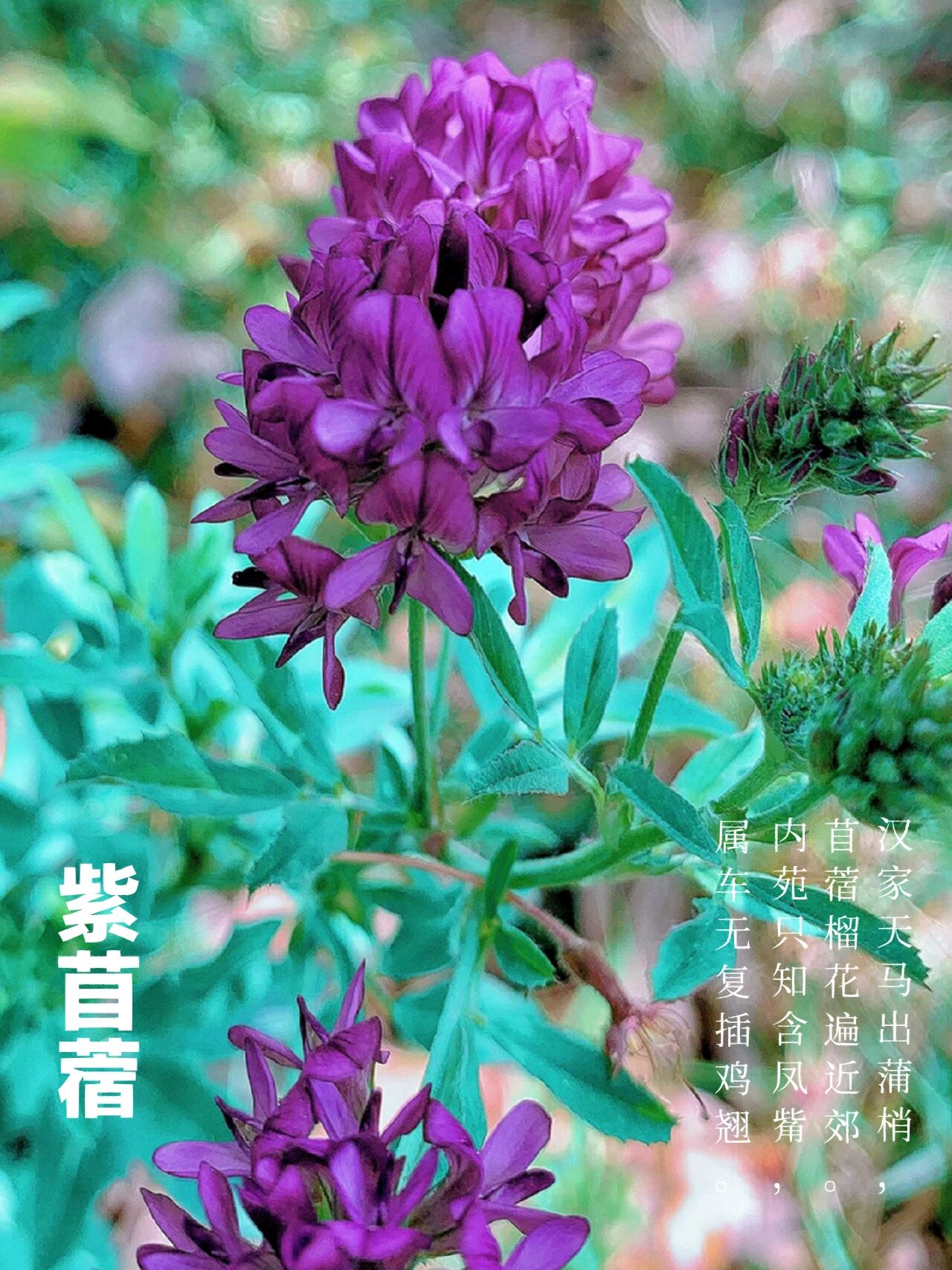 每日一花no.66——紫苜蓿 紫苜蓿(学名: medicago sativa l.