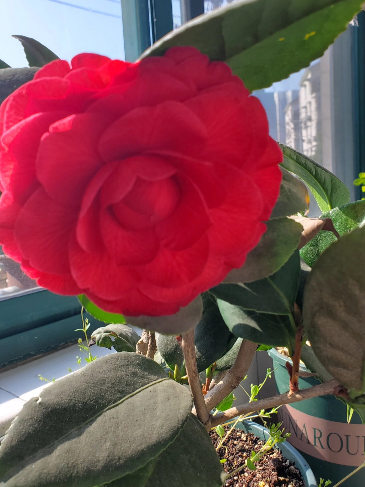 茶花贝拉开了