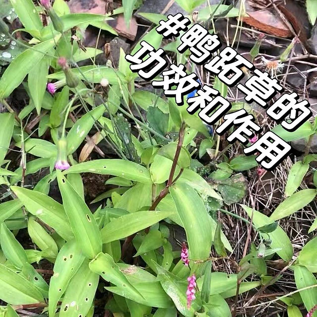 鸭跖草97清热泻火,利水消肿,解毒 鸭跖草 939969♀15功效与
