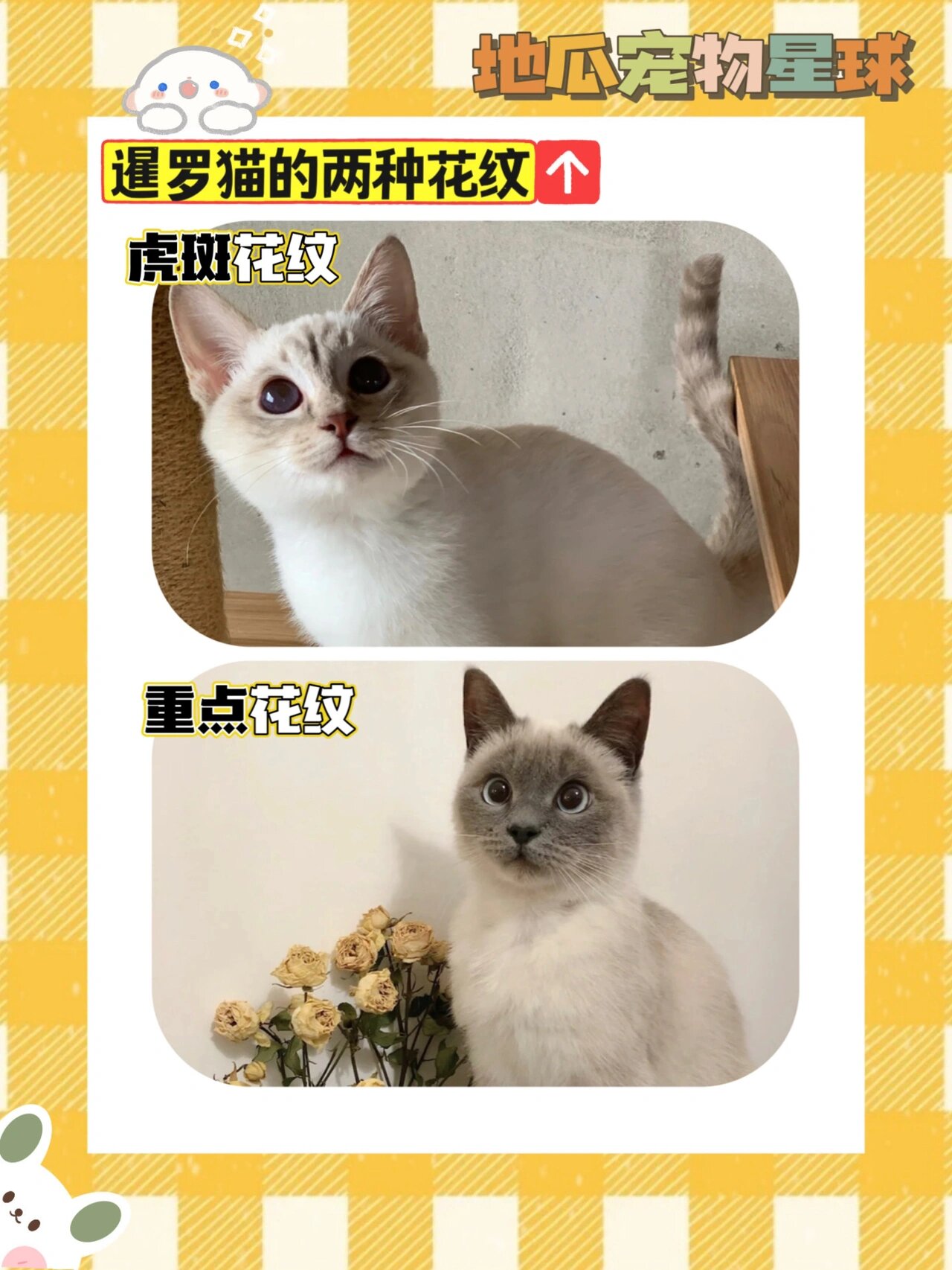 花纹 来了解一下咱们的逻辑猫煤老板93 其实暹罗猫的颜色共有20多种