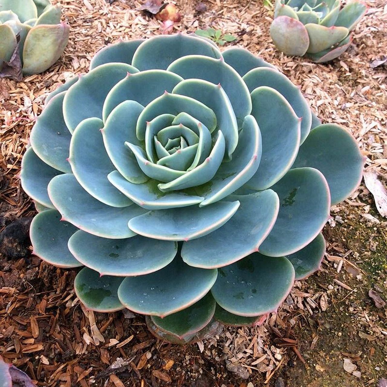 玉蝴蝶植物图片图片