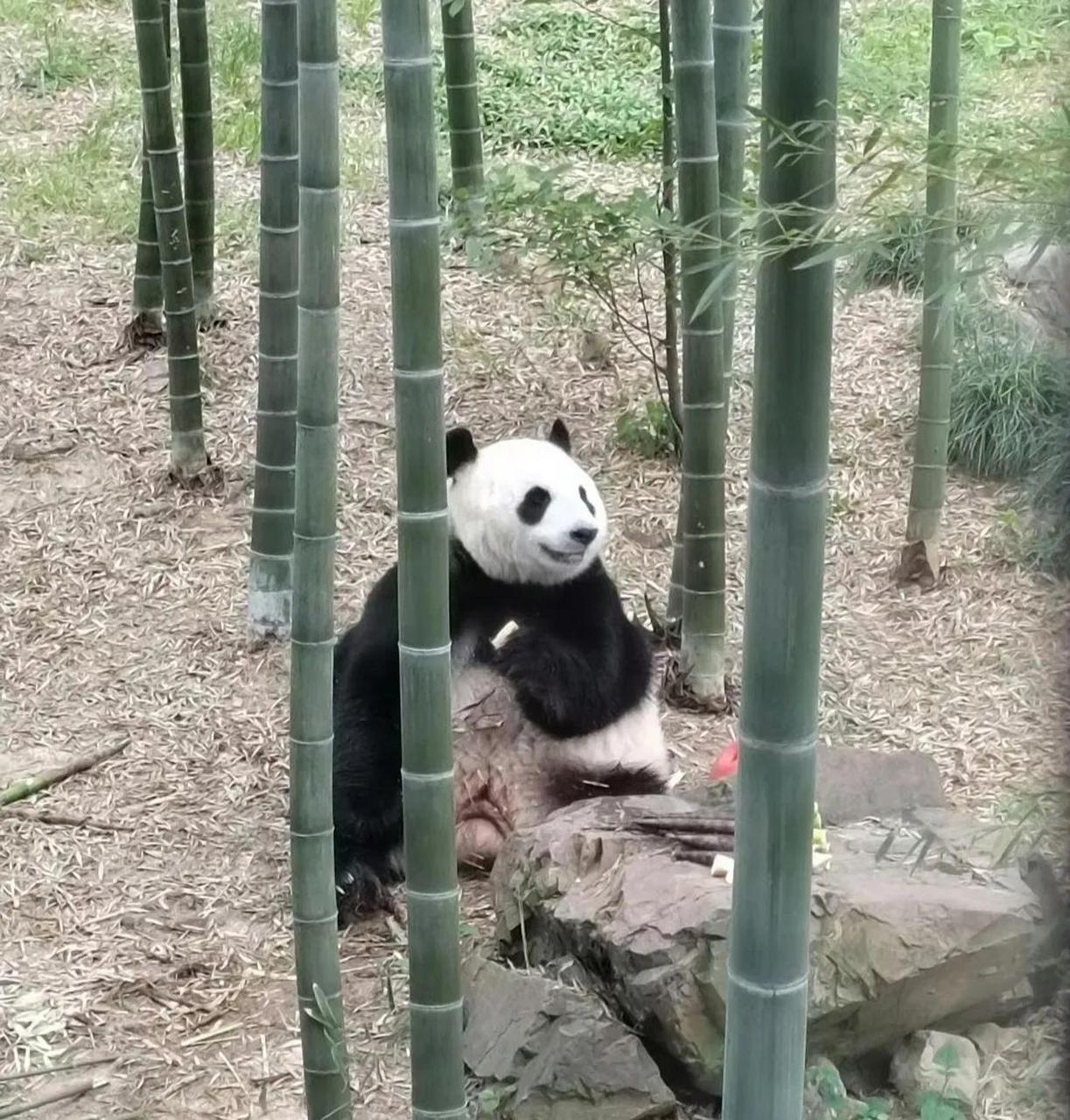 大熊猫界里有一对白富美妹子,它们叫做星安和华丽  大熊猫星安,出生年