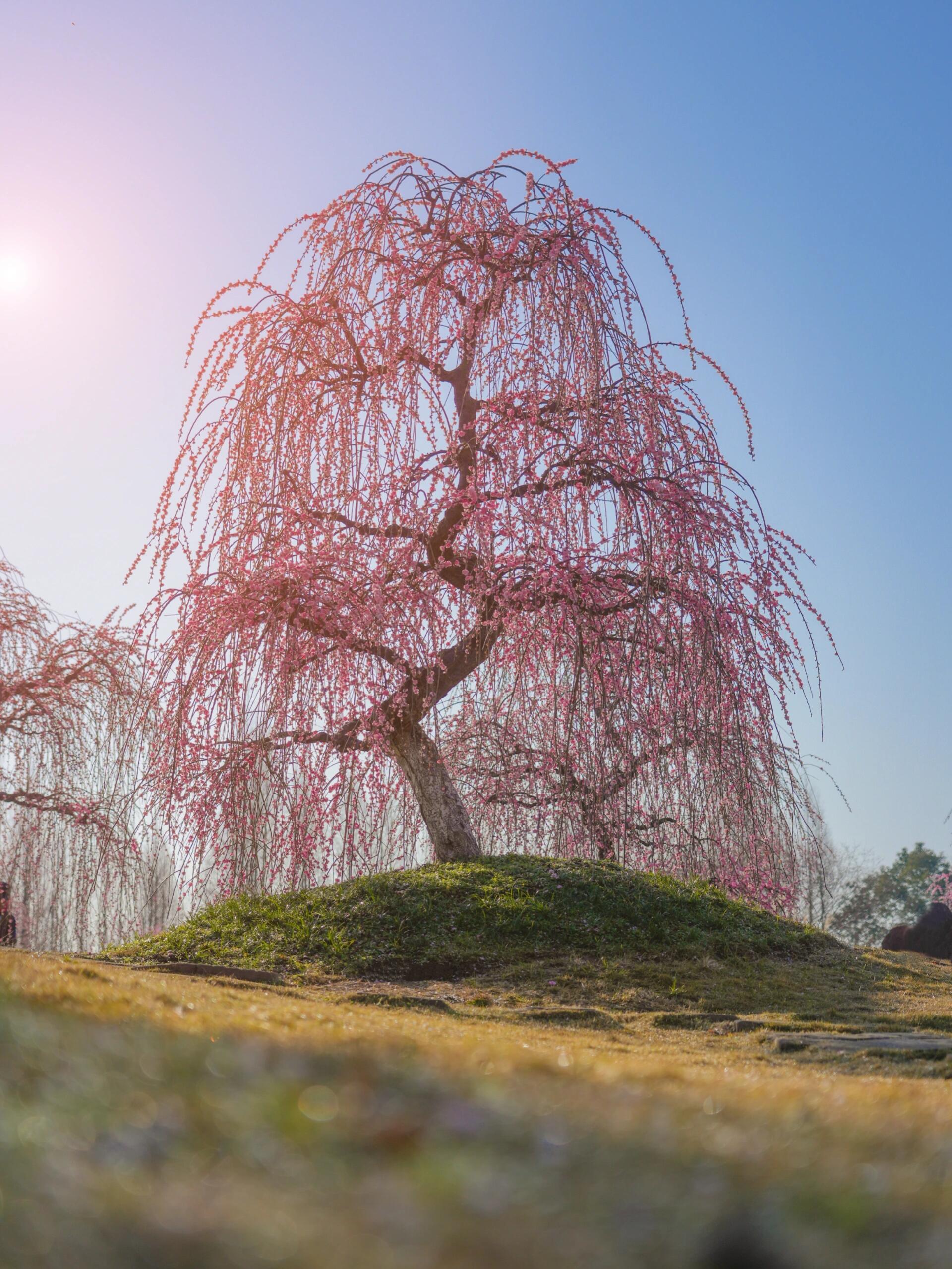 在成都第一次看到垂枝梅太美了 难得的好阳光 冲去户外一阵大拍特拍