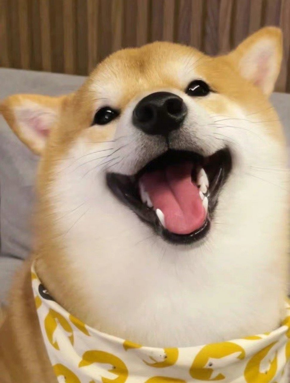 掐指一算,你需要可爱小狗的笑容治愈