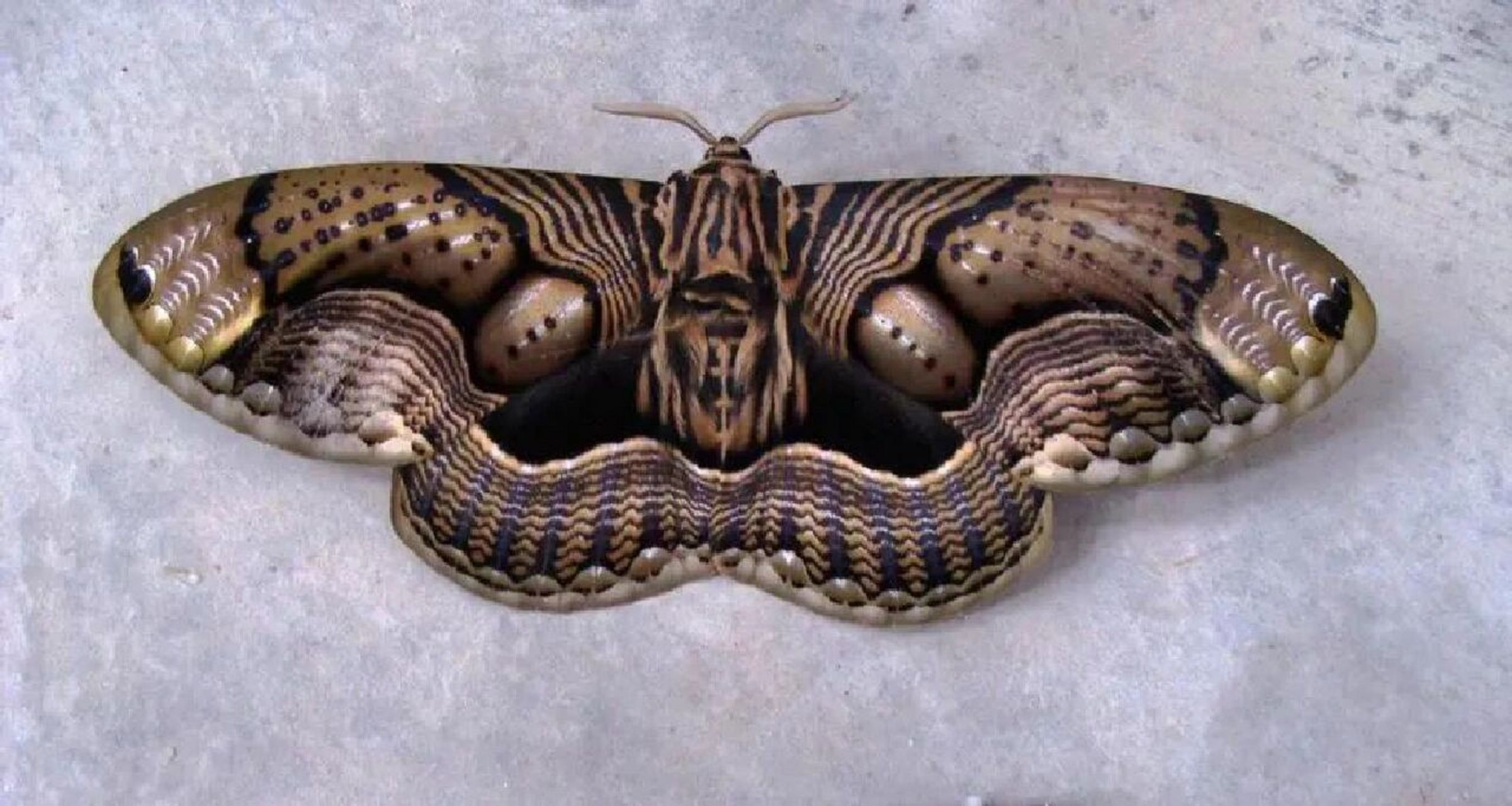 分布于非洲,亚洲南部地区和东部热带等地区.