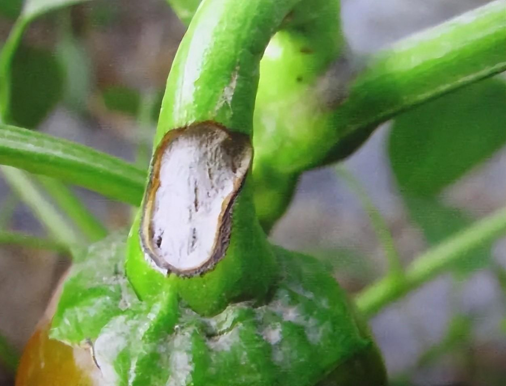 辣椒炭疽病如何防治?