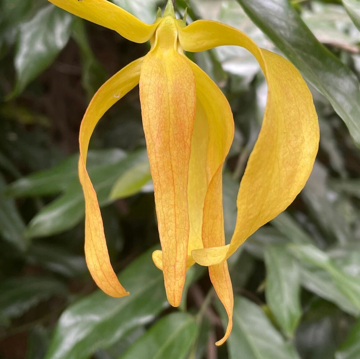 傍晚山坡上盛开的假鹰爪花 野生灌木,其中一棵有八米高,满树盛开鲜花