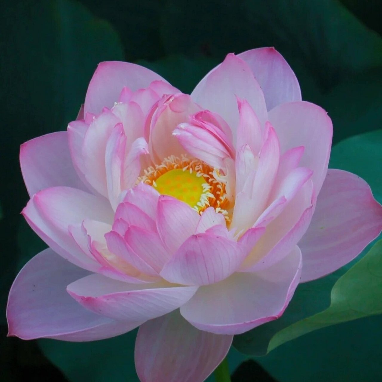 荷花头像来啦 夏天的风带着荷花翩翩起舞.