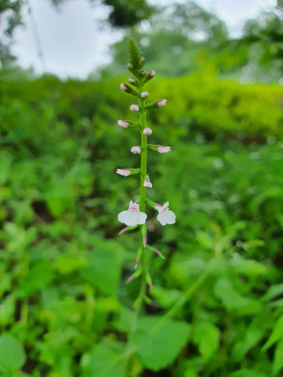 雨后透骨草 去风湿的草药