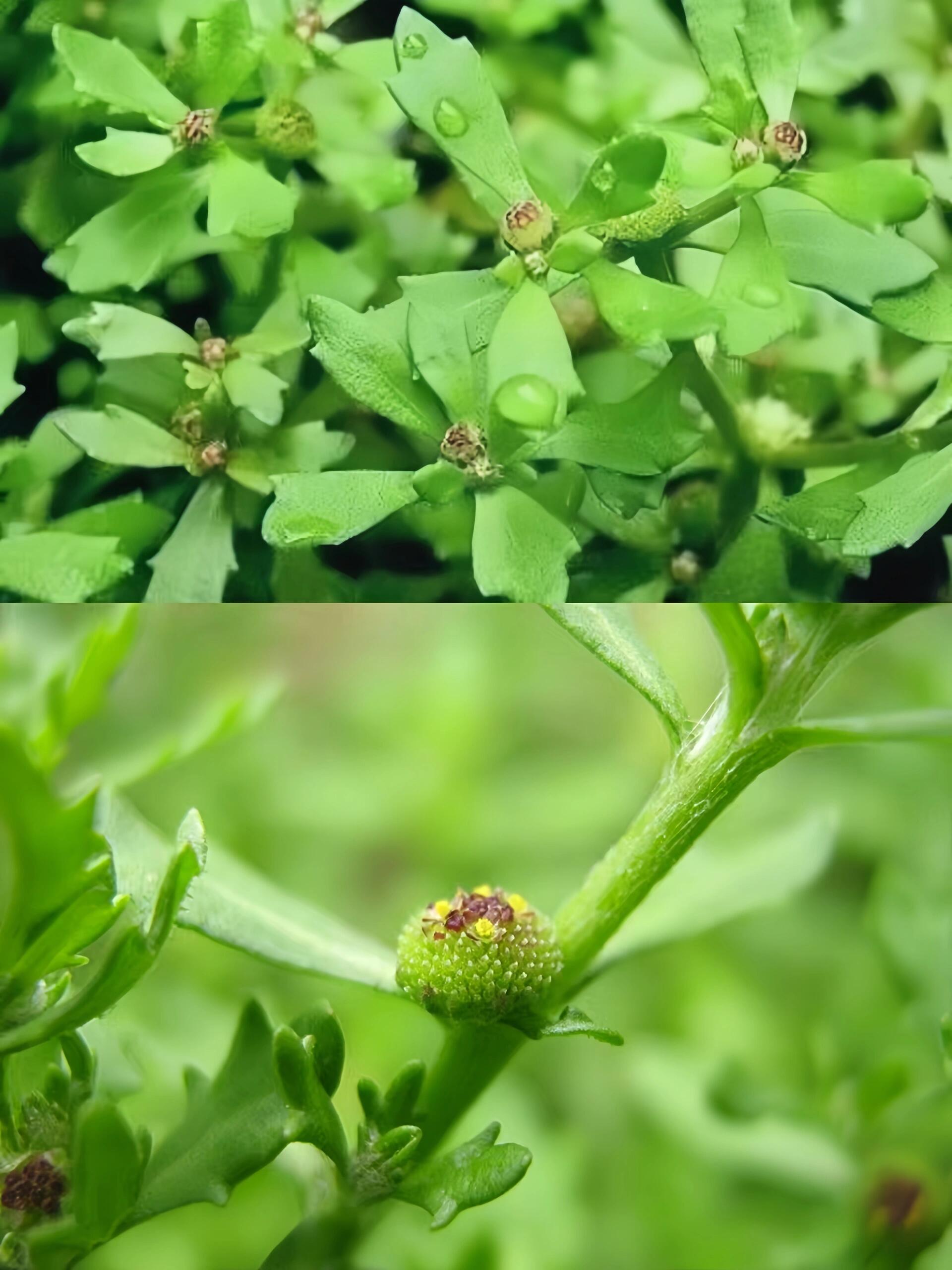 又名鹅不食草,菊科,石胡荽属一年生草本植物.