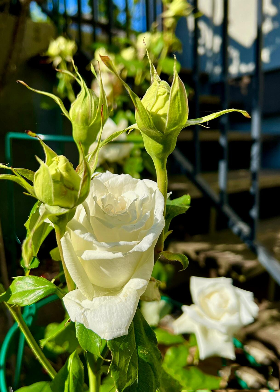 月季教皇保罗二世 最爱的白色月季保罗二世pope john paul ii,完美的