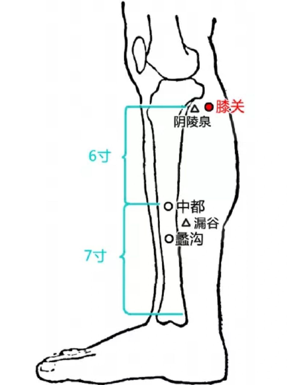 膝盖的经络图图片