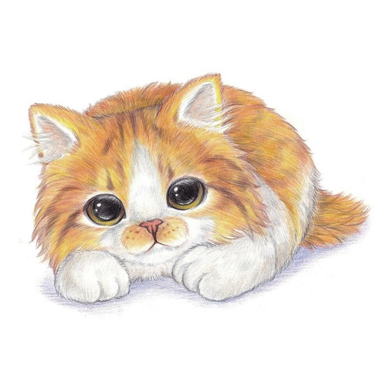 彩铅教程-呆萌小动物-中华田园猫 绘画要点: 1.