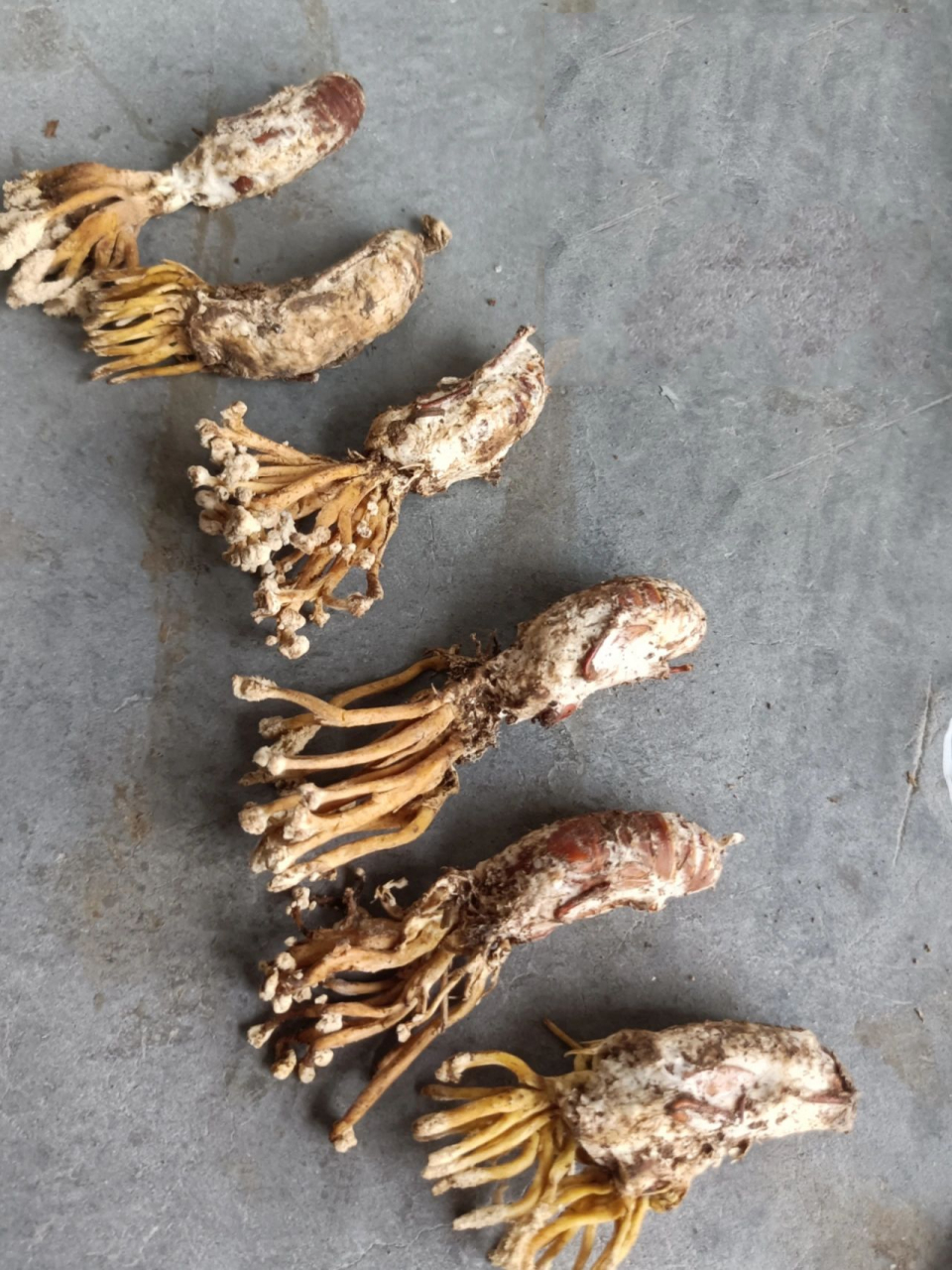 金蝉花的自我介绍来了～ 金蝉花又叫大虫草是蝉花的一类,为苦竹蝉感染