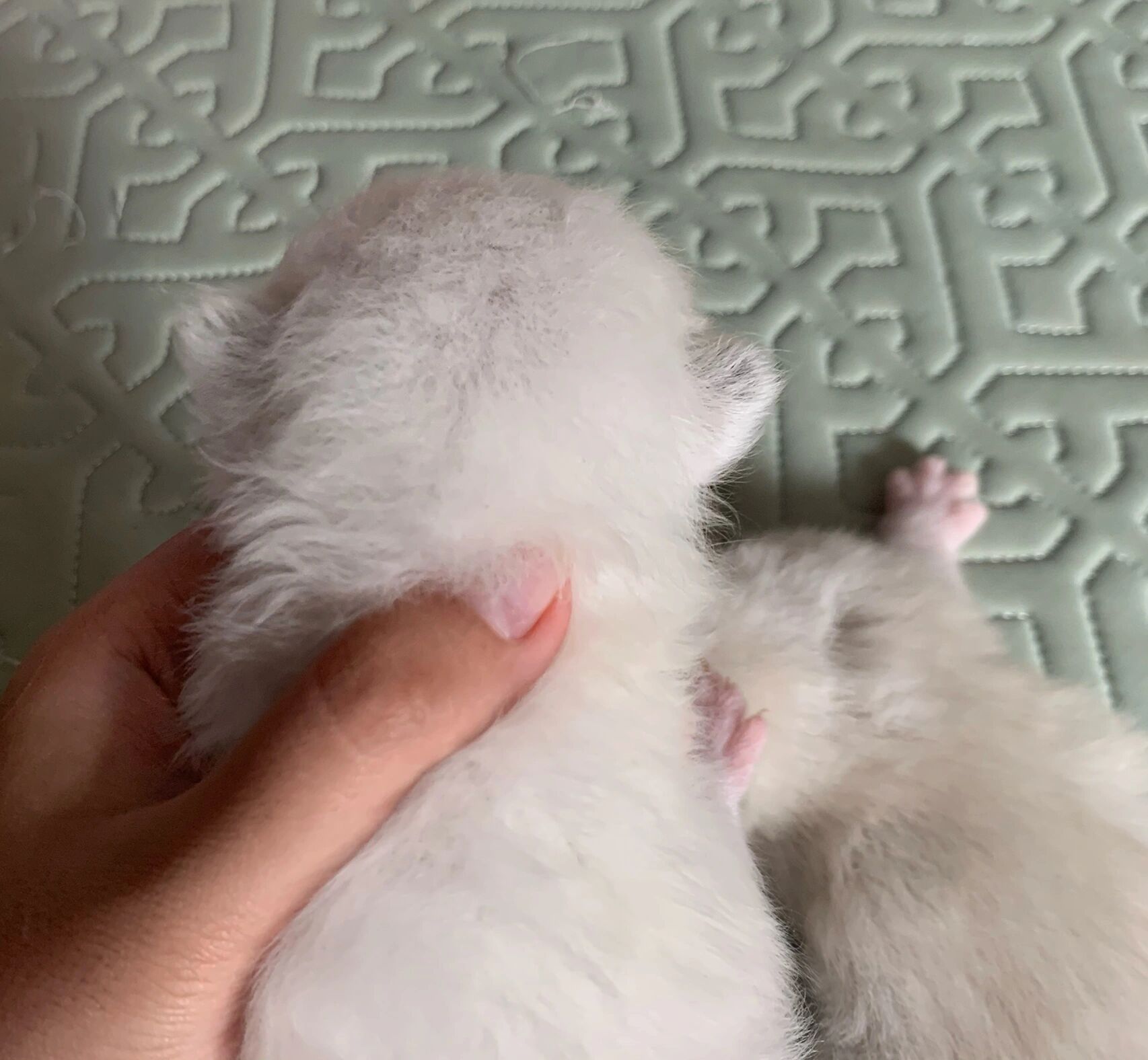 教你分辨一周龄布偶幼崽的蓝双海双