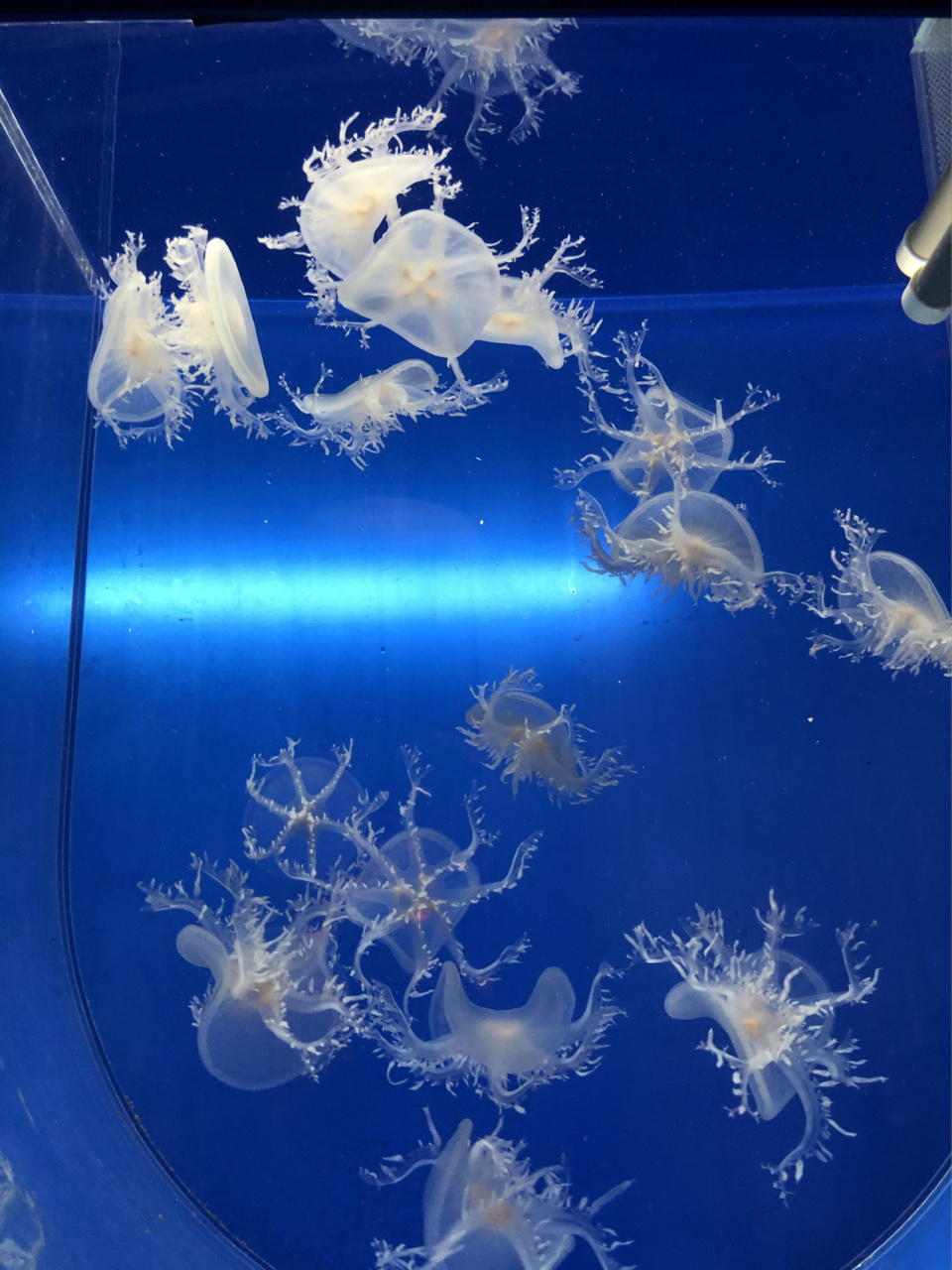 左海公园海底世界之行 左海公园是福州面积最大的公园,内有海底世界