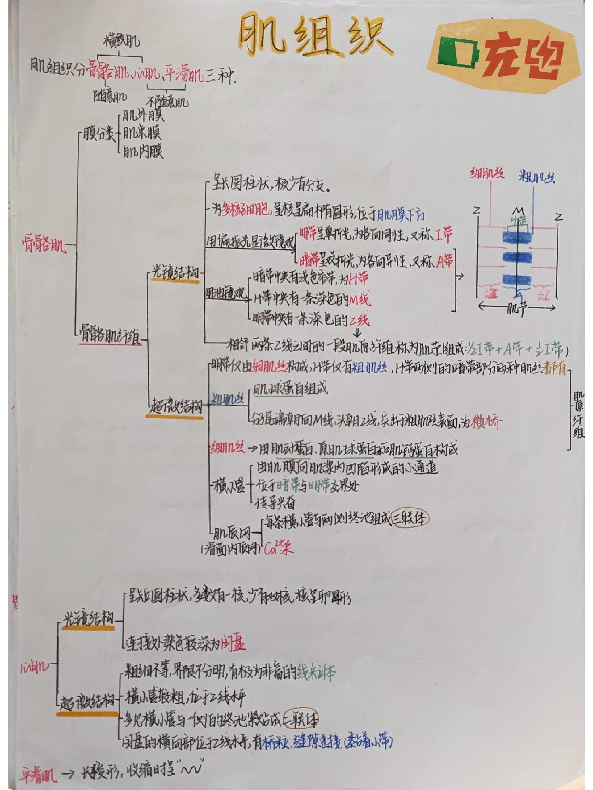 神经组织思维导图组胚图片