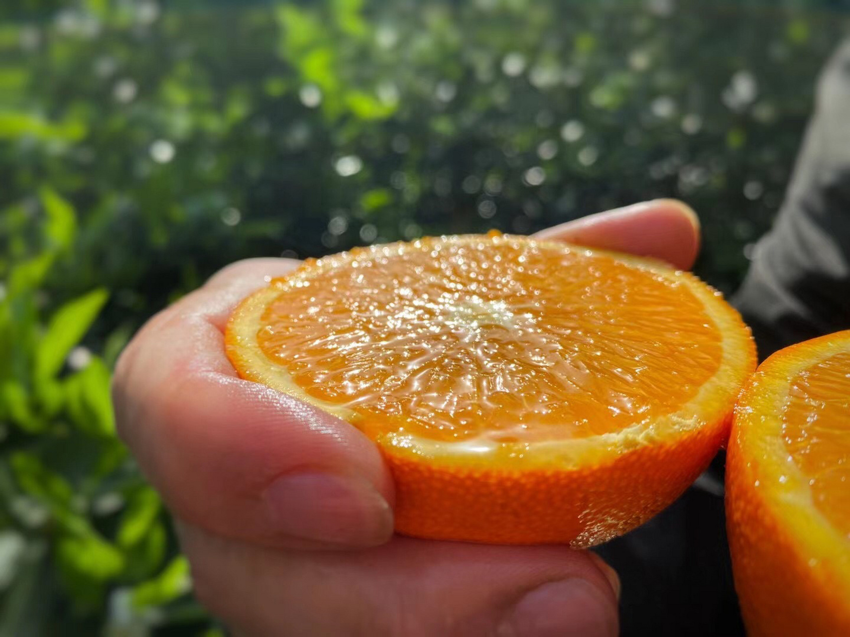 帝王橙92伦晚橙,真是甜啊… 昨天,秭归伦晚才开园; 但在某宝上