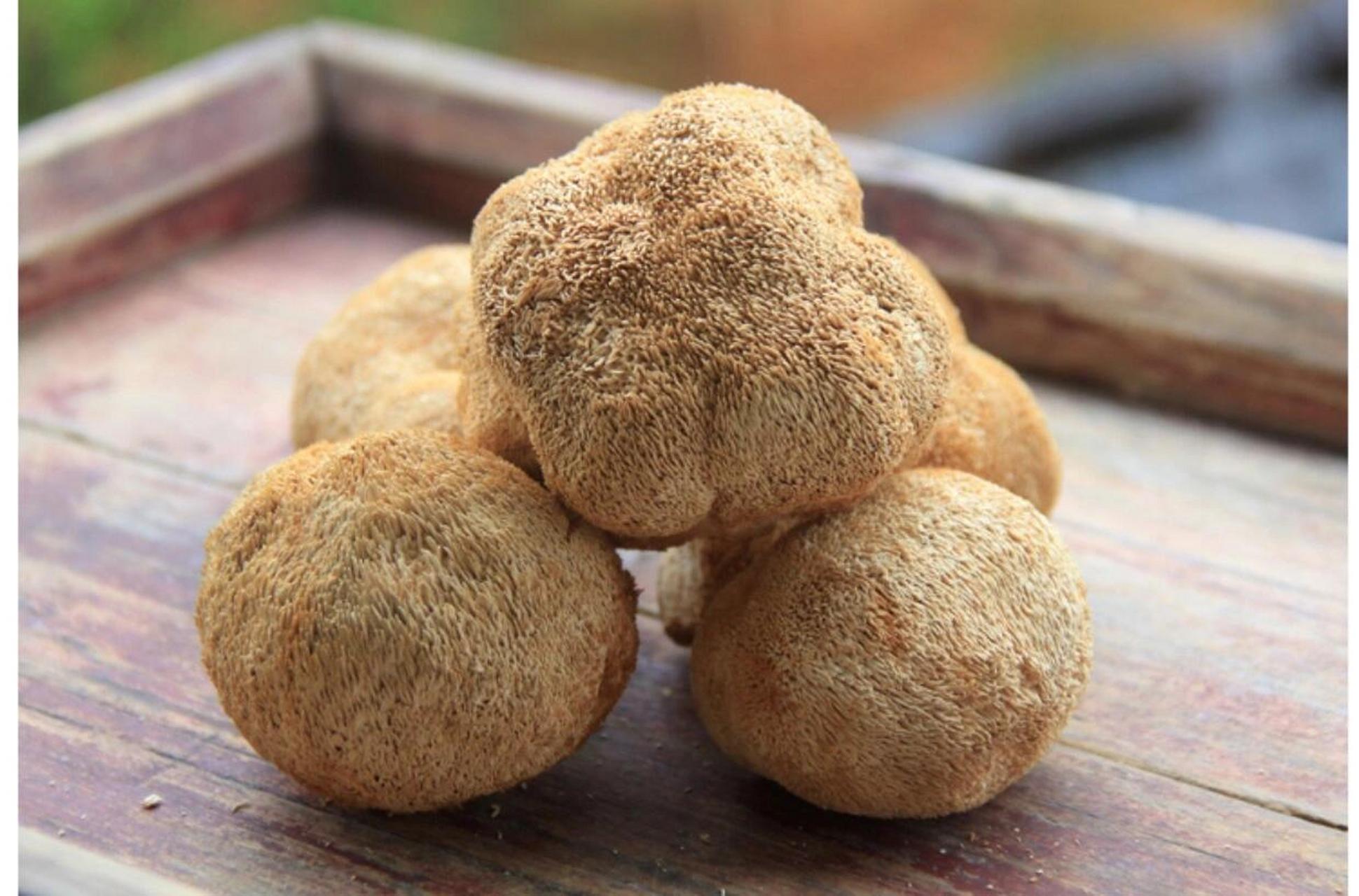 猴菇菌,形似猴头的白胖子--草八珍篇11566 猴头菇是齿菌科,猴头菇