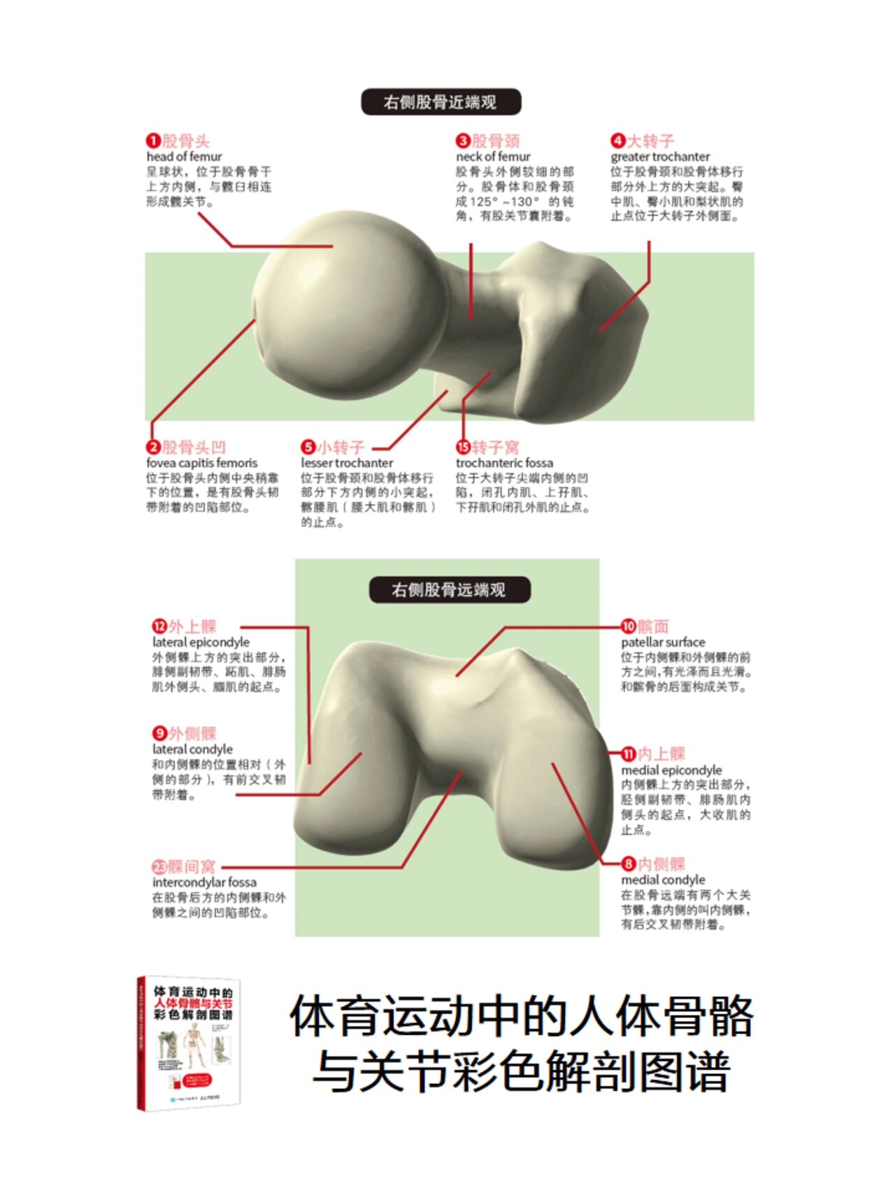 大腿骨 男人图片