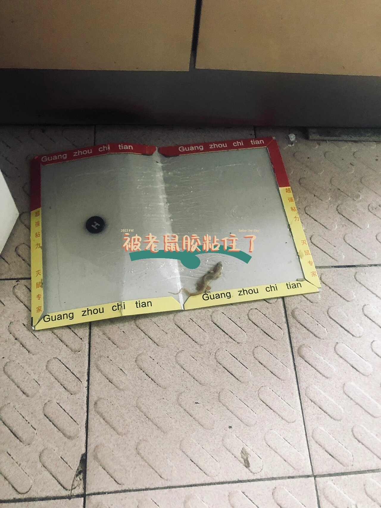 老鼠胶被粘壁虎求生记