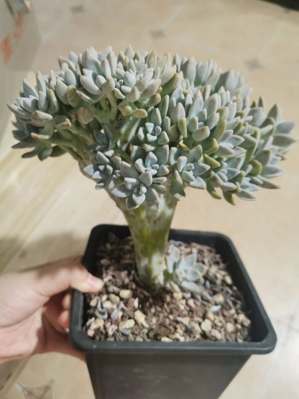 淡雪缀化老桩(买了就后悔篇) 买了就后悔的—— 今天刚买的淡雪缀化