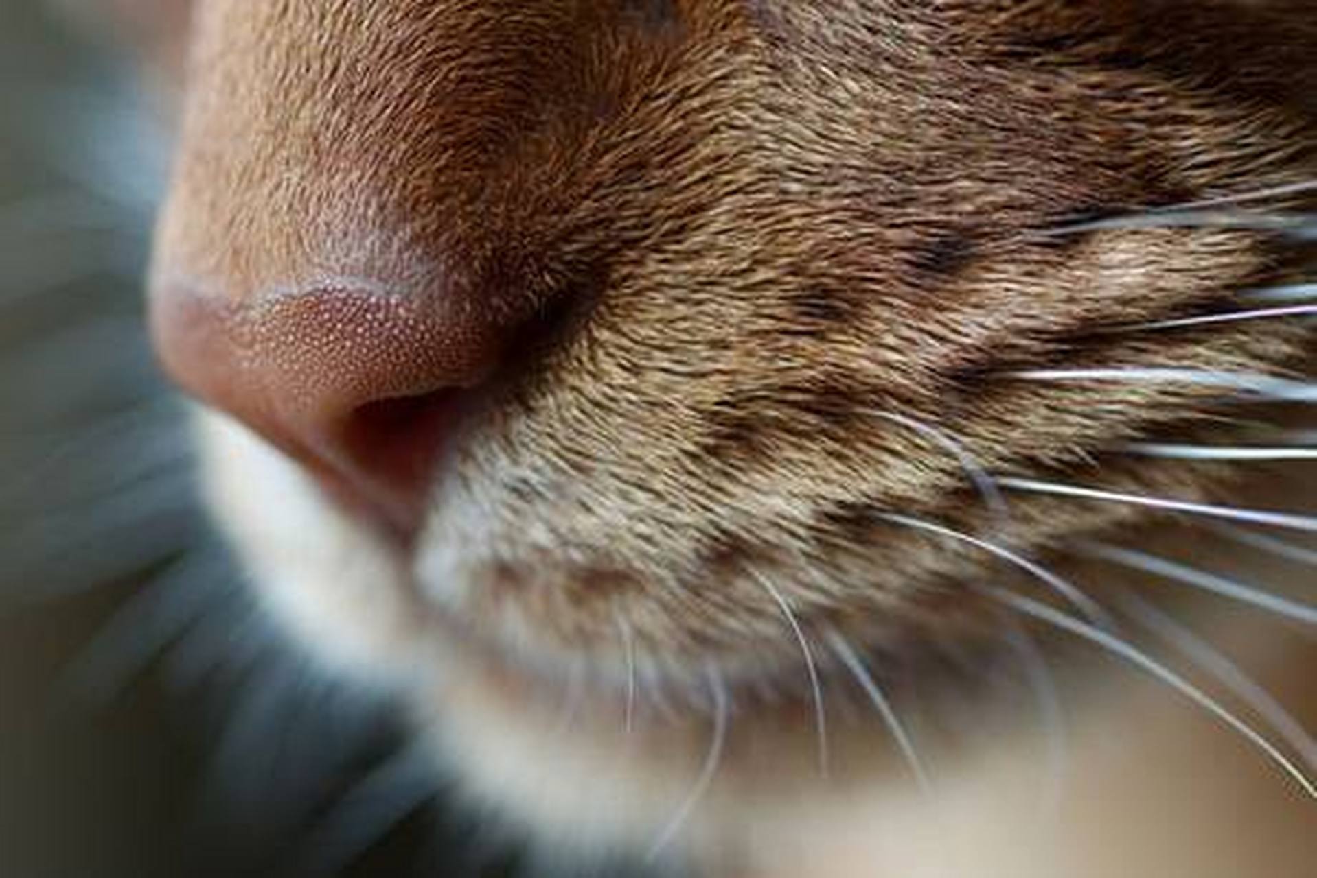 猫鼻子.