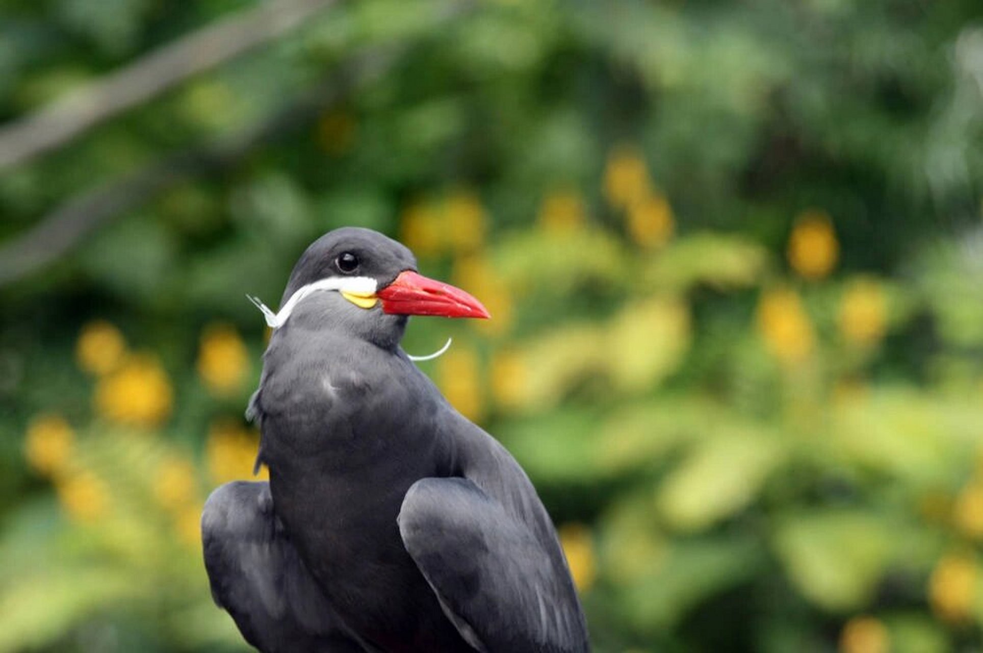 南美海岸线的小胡子——印加燕鸥 简单介绍下,我们是鸥科,燕鸥属的一
