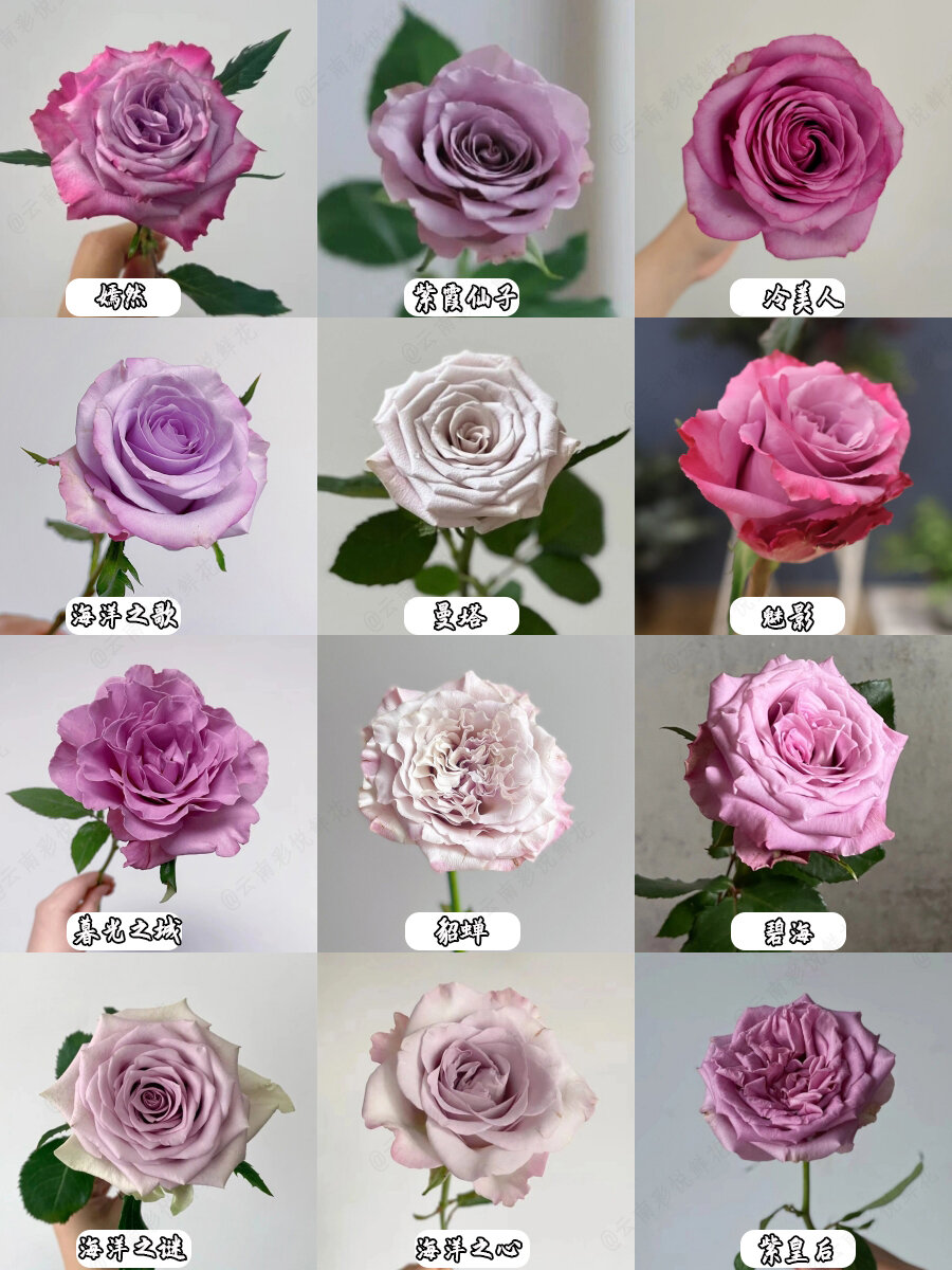 9754种常见玫瑰品种大全/建议收藏60