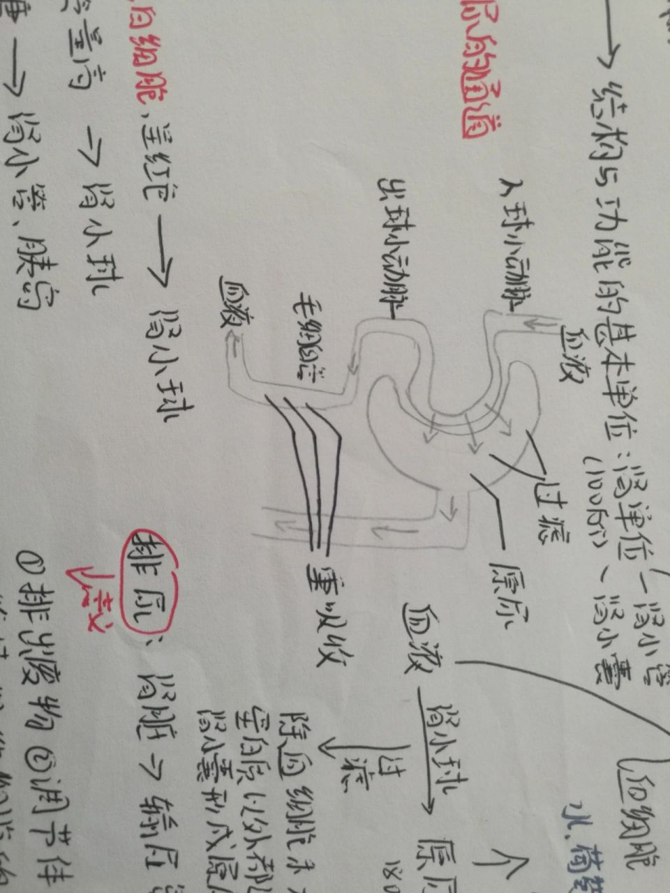 排泄护理知识导图图片