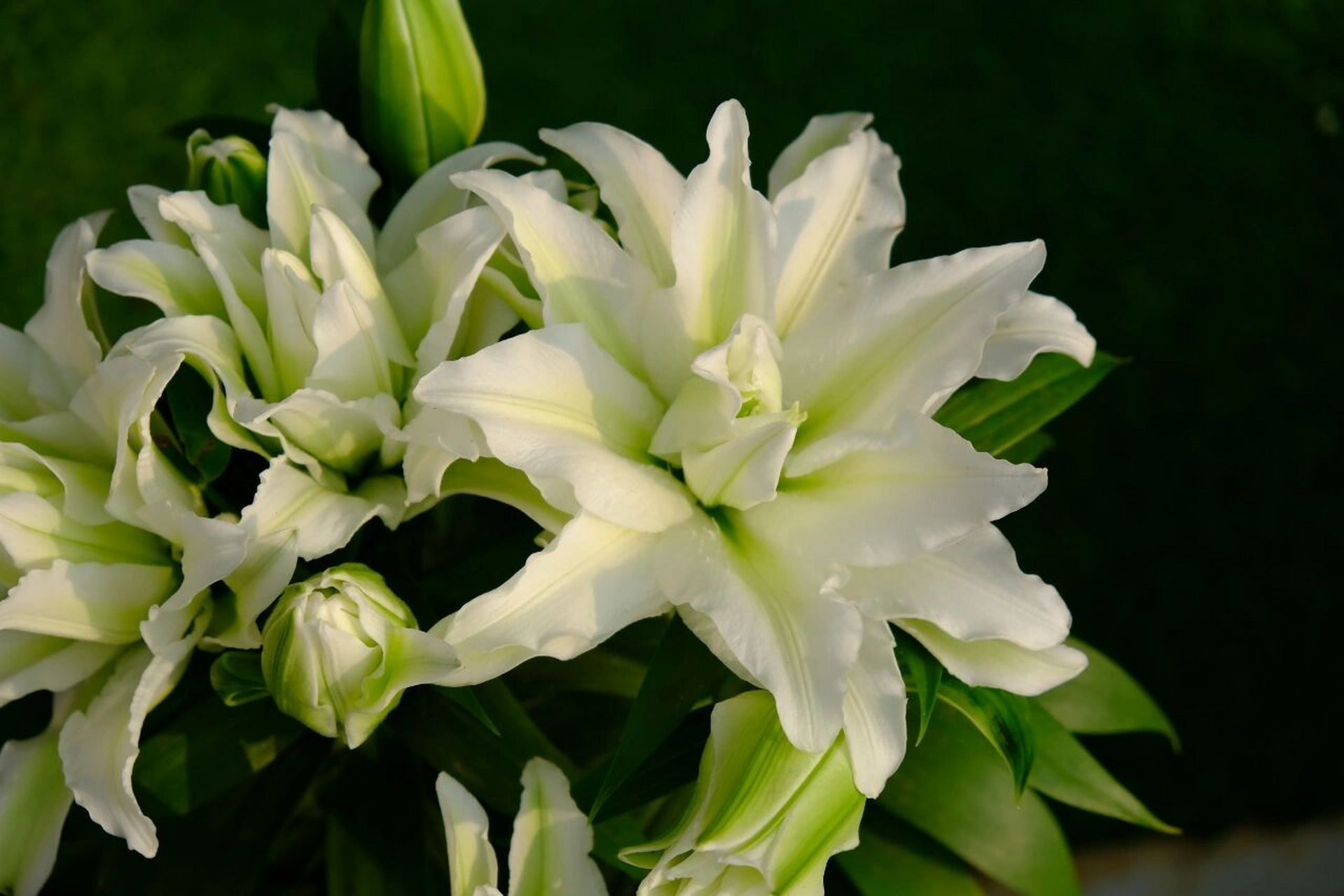 一些百合美图,重瓣百合真是美极了 最早一批2.