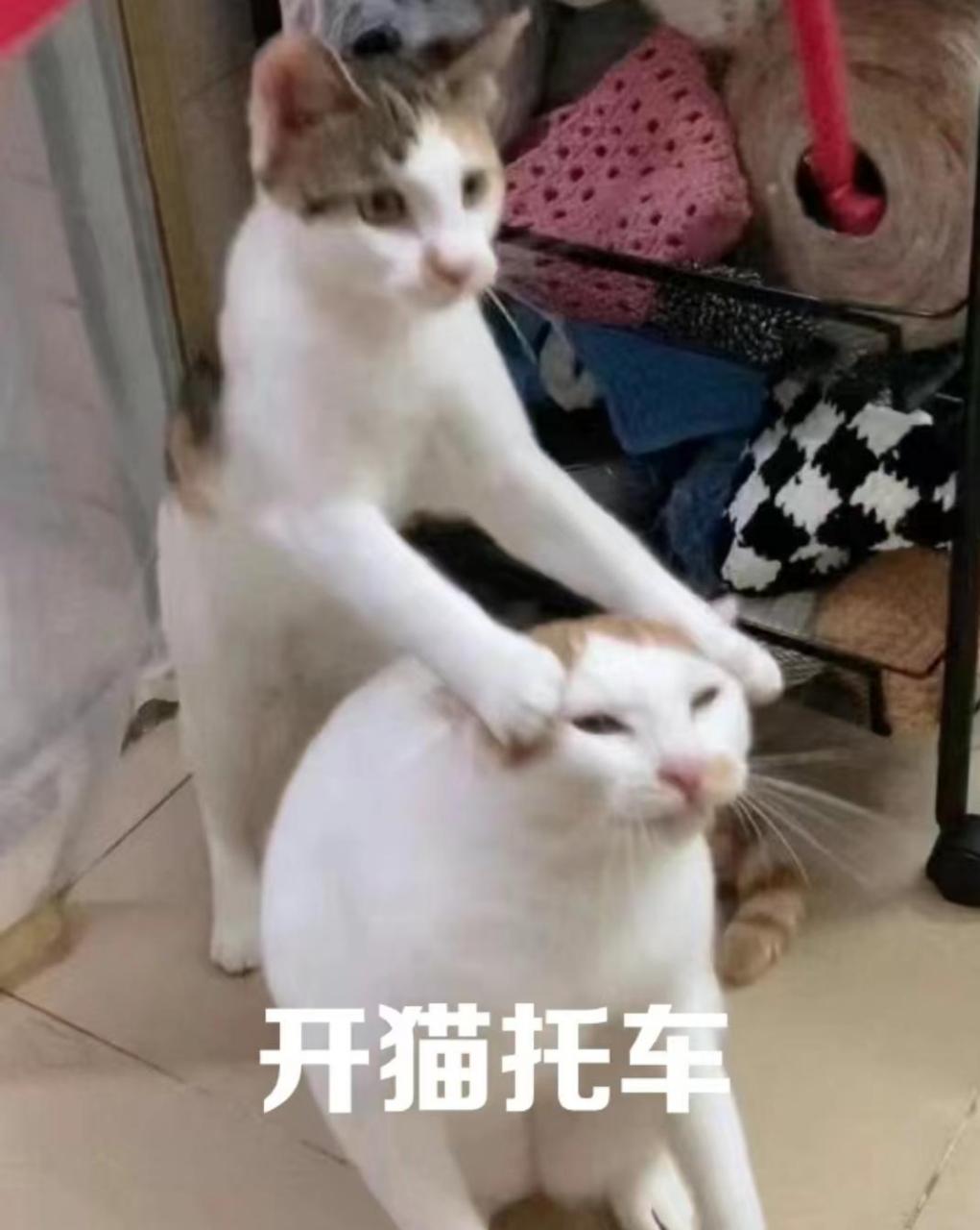 长得像猫的车图片