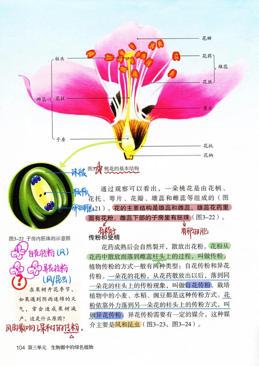 开花和结果板书设计图片