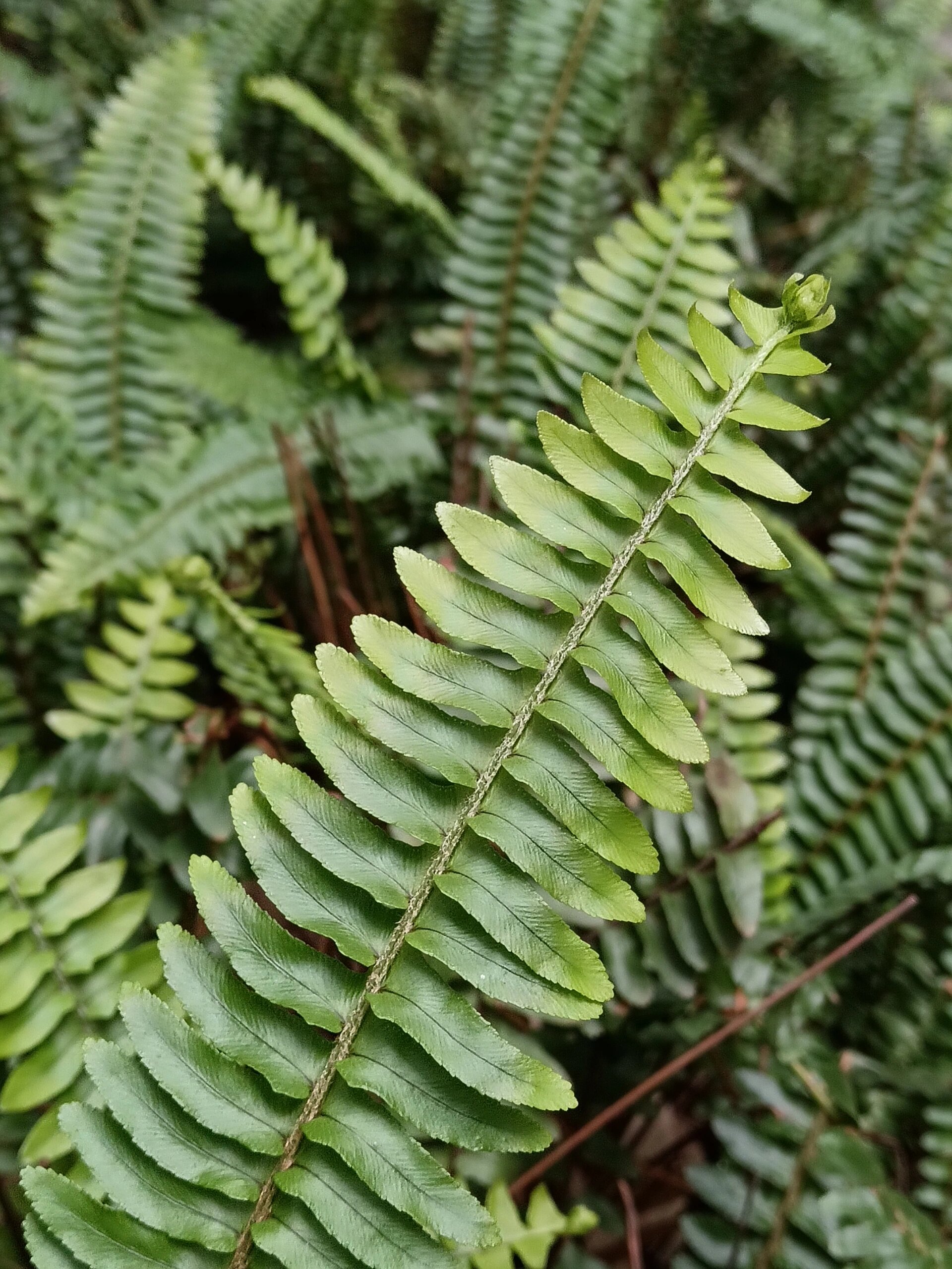 认识身边的植物——肾蕨