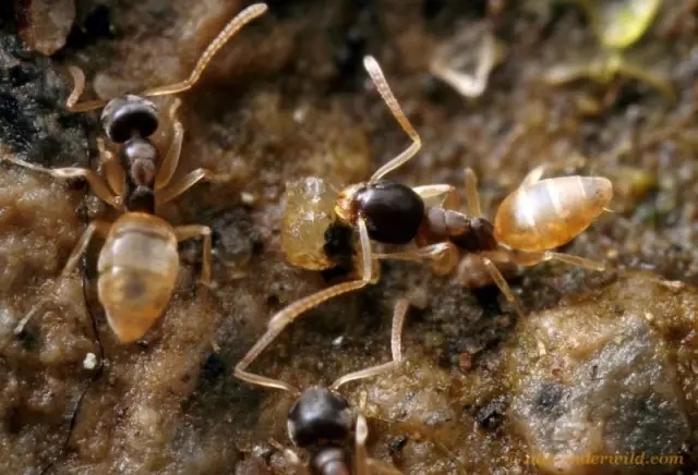 每日识虫~黑头酸臭蚁