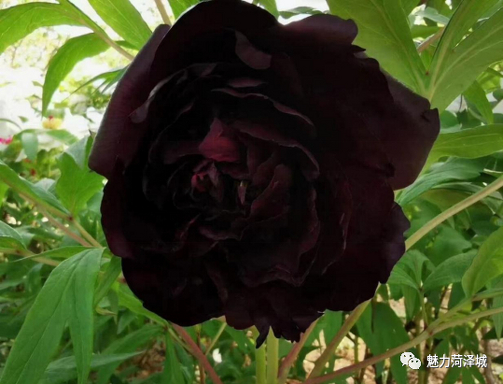 菏泽品种催花牡丹——黑豹 #菏泽牡丹